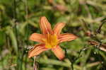 Orange daylily